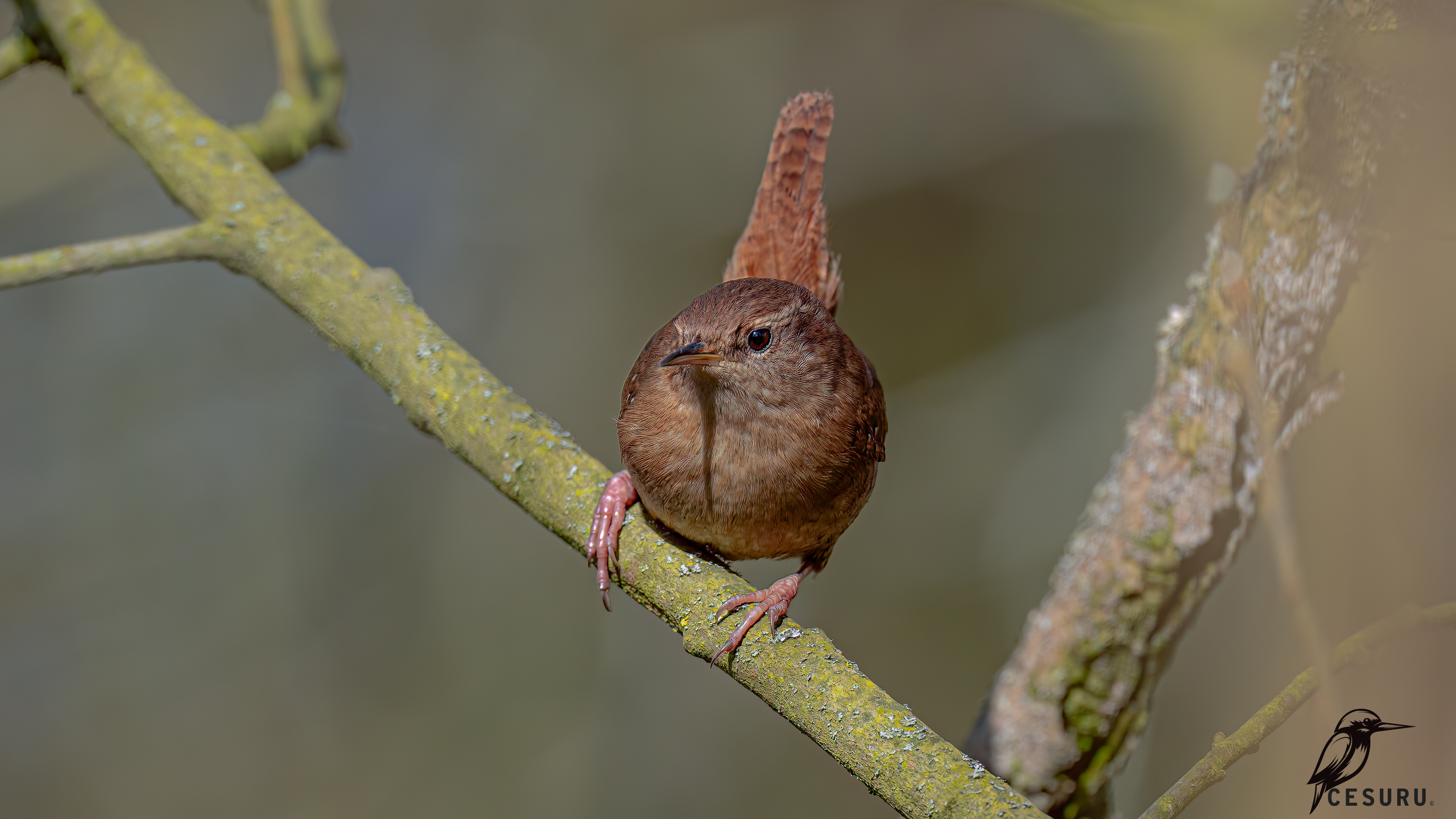 Eurasian Wren